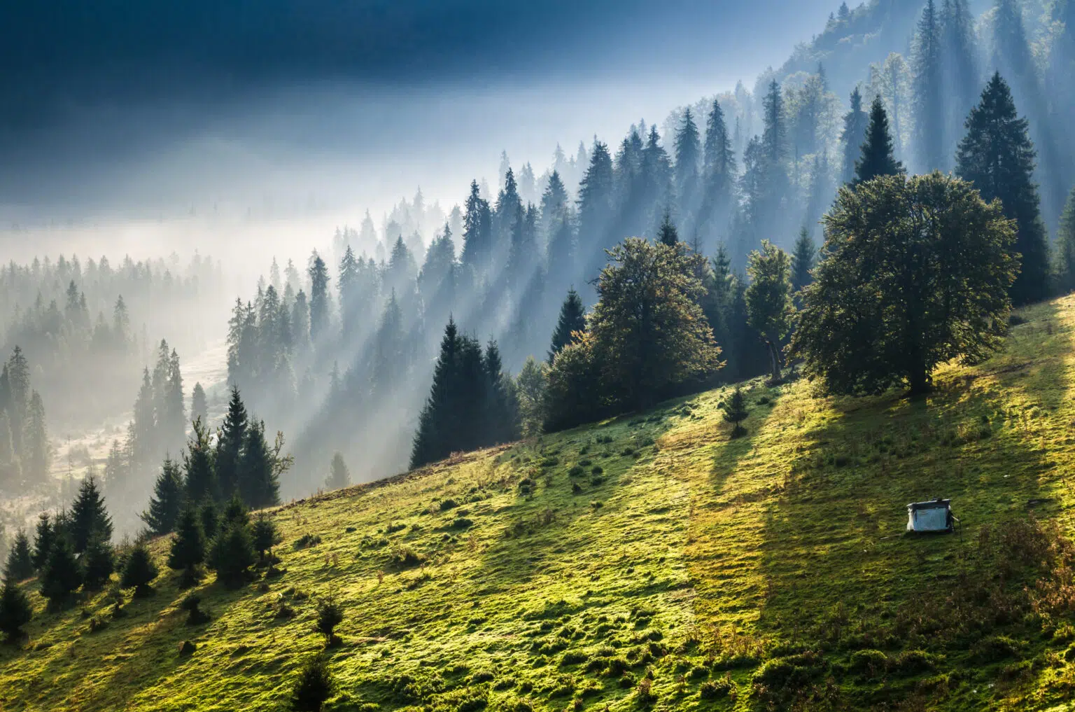 Forêt de sapins autour de Bernex, en Haute-Savoie